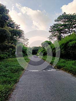 The path blends with grass and trees photo