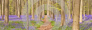 Path through the blooming bluebell forest in Belgium