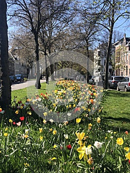 Path of blooming flowers in city