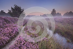 Path through blooming heather at dawn