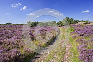 Path through blooming heather in The Netherlands photo