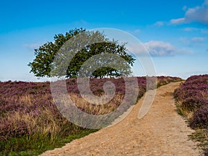 Path through blooming heather at sunrise,
