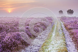 Path through blooming heather at sunrise, The Netherlands