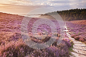 Path through blooming heather at sunrise in The Netherlands