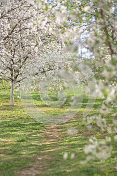 a path in a blooming spring garden.