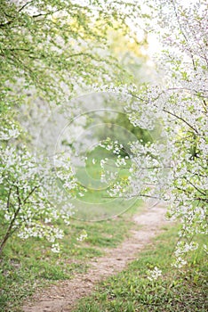 A path in a blooming spring garden