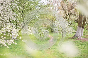 a path in a blooming spring garden..