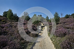 Path between blossoming purple heath with green grass and trees on bright summer day, Veluwe, The Netherlands