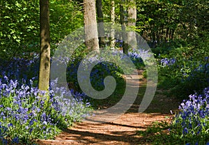 Path through bluebell woods photo