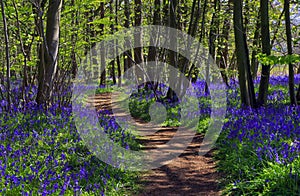 Path through Bluebell woods photo