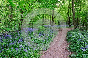 Path through the bluebells in the woods