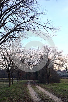 Path bordered by two rows of trees in a park at sunset