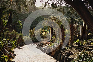 A path in botanical garden in Gran Canaria with various trees, cactus, bright flowers photo