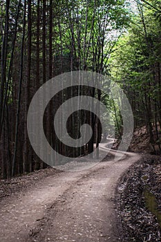 A path from Bucovina`s forests