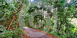 Path at Bukit Batok nature park photo