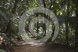 Path in Burle Marx Park photo