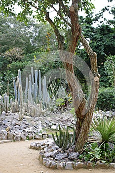 Path by cactus trees