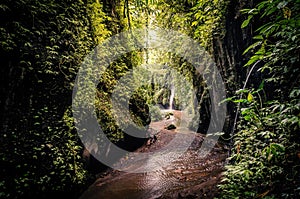 Path in a canyon with water stream and small waterfall. Hiking trail in a jungle forest. Bali, Indonesia