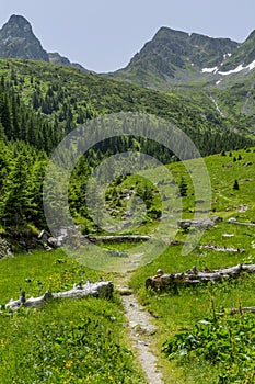 Path in Carphatian Mountains passing through the log tree leading to summit