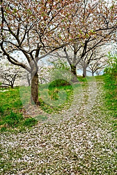 Path of cherry blossoms up hill