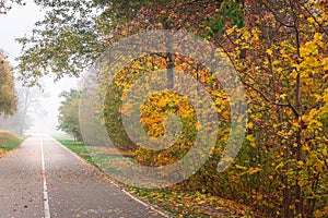 Path in city park with colorful trees in fog, autumn landscape