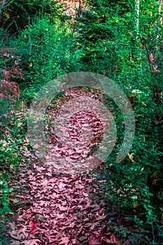 Path with colorful autumn leaves through the forest