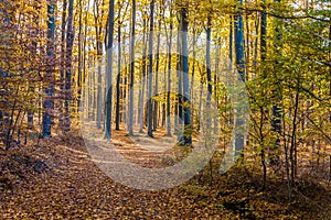 Colorful Path In Voderady Beechwood, Czechia
