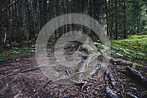 Path in a coniferous forest. Tree roots on the surface of the earth. Spruce and pine trees