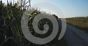 Path in corn field in bright sunlight. Jib shot reveal.