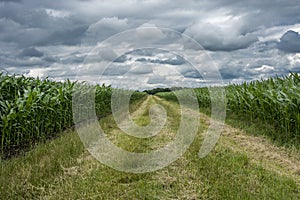 Path through a corn field with extremely cloudy sky