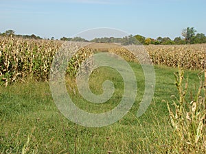 Path between corn fields