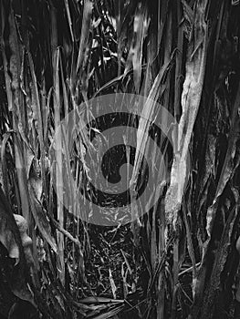 Path in the cornfield