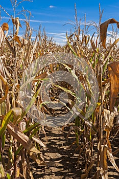 Path through the Cornfield