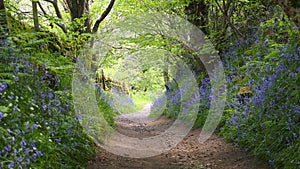 An path in the countryside flanked by bluebells, England