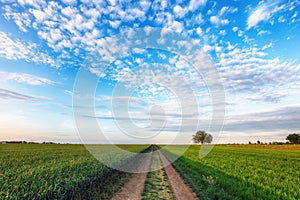 Path in countryside with green field