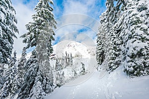 A path cover with snow in paradise area,scenic view of mt Rainier National park,Washington,USA..