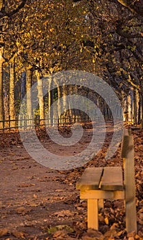 Path covered in Autumn leaves