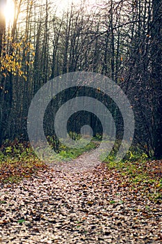 A path covered with fallen leaves goes into the distance into the autumn forest