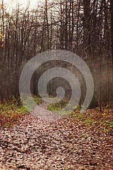A path covered with fallen leaves goes into the distance into the autumn forest with foggy haze