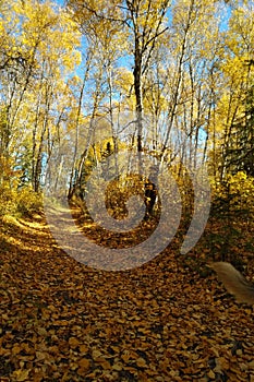 Path covered with leaves in fall