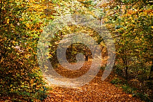 Path covered in leaves in forest