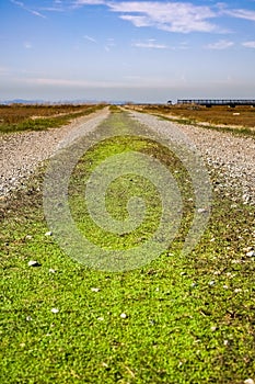 Path covered in tiny dense grass after a rainy autumn day, East San Francisco Bay, Hayward, California photo