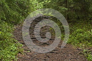 A path covered with tree roots in a forest. Rainy day in woods. Tree tunnel