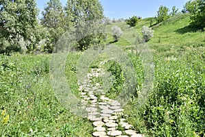 a path covered with wooden saws