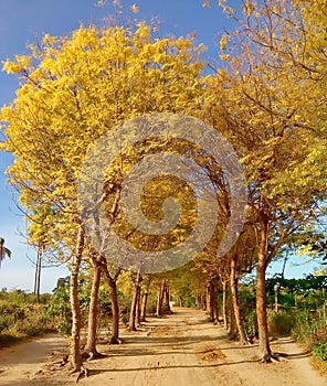 Path covered with yellow leaves tress