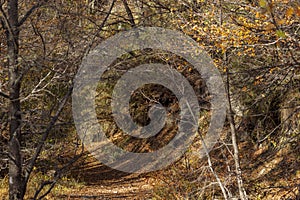 Sunlight filters onto the path through the branches of the trees.
