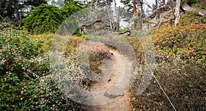 Path curves through wildflowers in the forest at Point Lobos