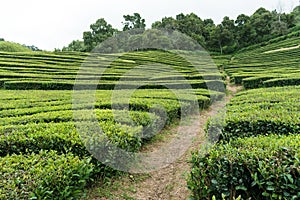 Path cutting through a hillside tea plantation on SÃÂ£o Miguel Island in the Azores photo