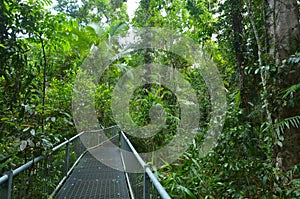 Path in Daintree National Park Queensland, Australia