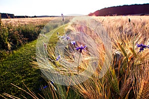 Path with dainty purple wildflowers